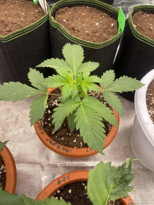 Auto candy 🍭. Week 3