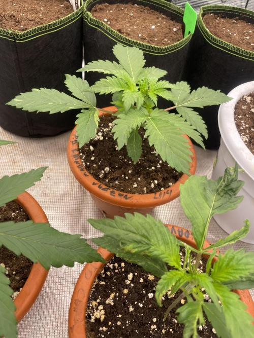 Auto candy 🍭. Week 3