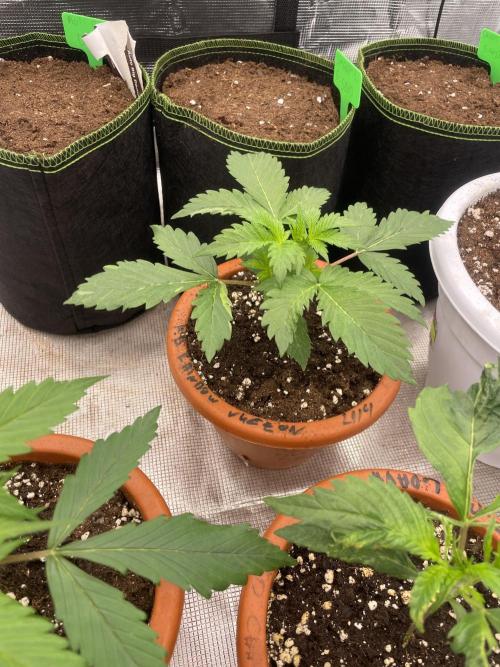 Auto candy 🍭. Week 3