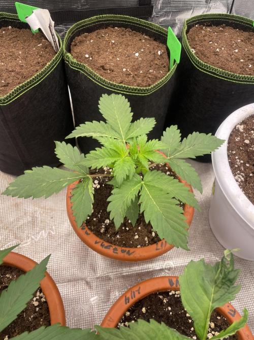 Auto candy 🍭. Week 3