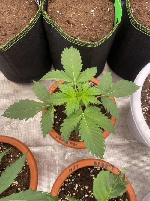 Auto candy 🍭. Week 3