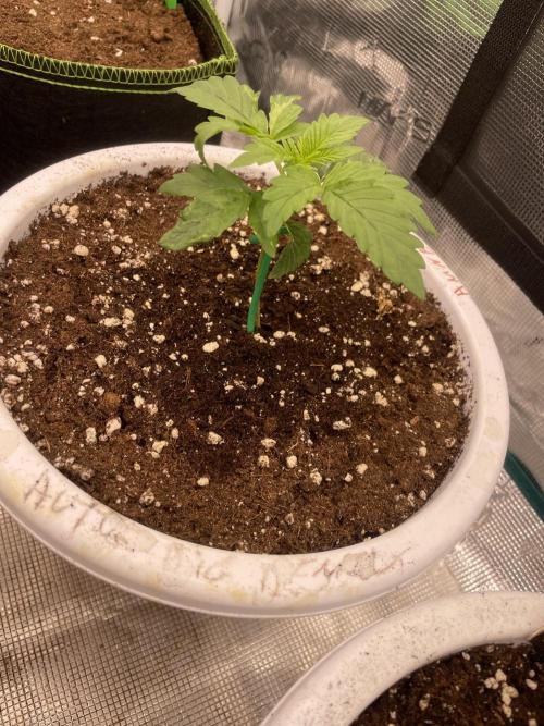 Auto big Demon. Week 3