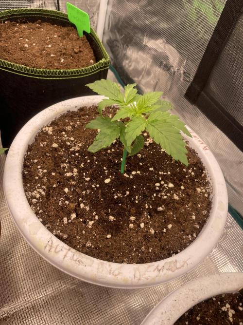 Auto big Demon. Week 3