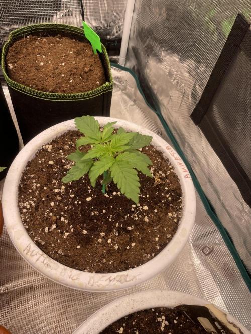 Auto big Demon. Week 3