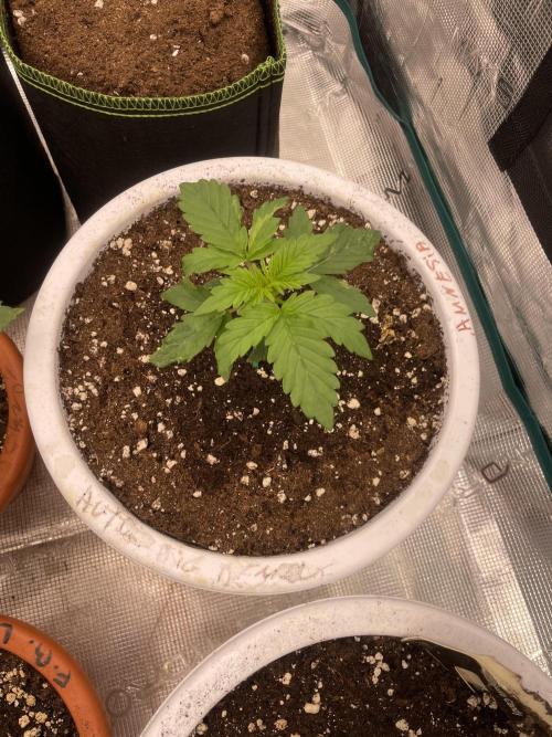 Auto big Demon. Week 3