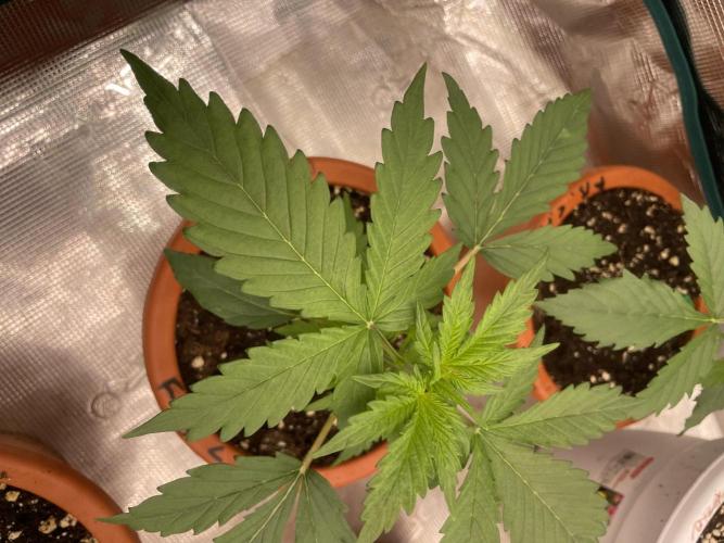 Divine rapier. Week 3