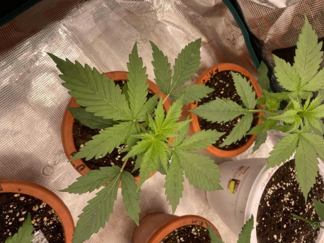 Divine rapier. Week 3