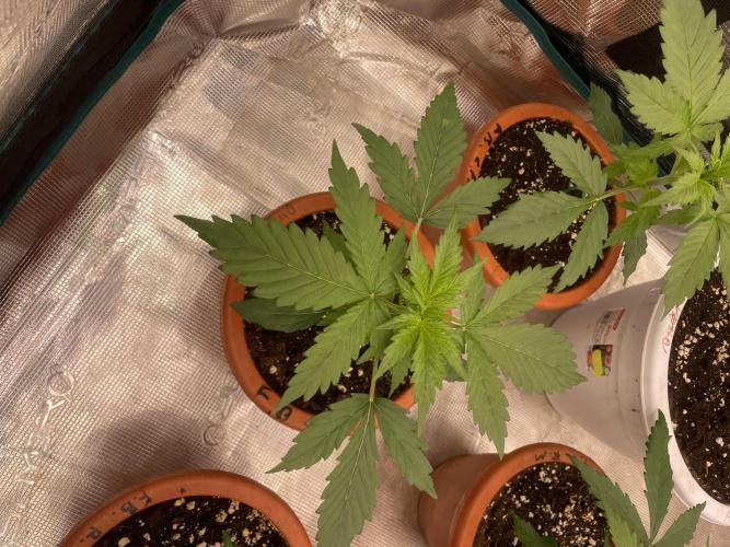 Divine rapier. Week 3