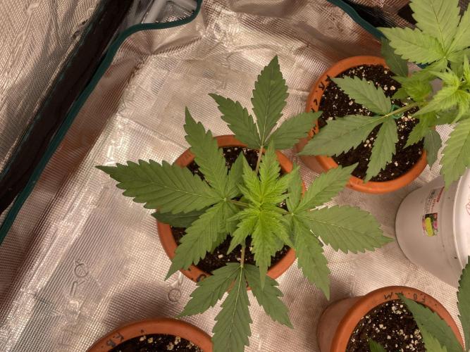 Divine rapier. Week 3