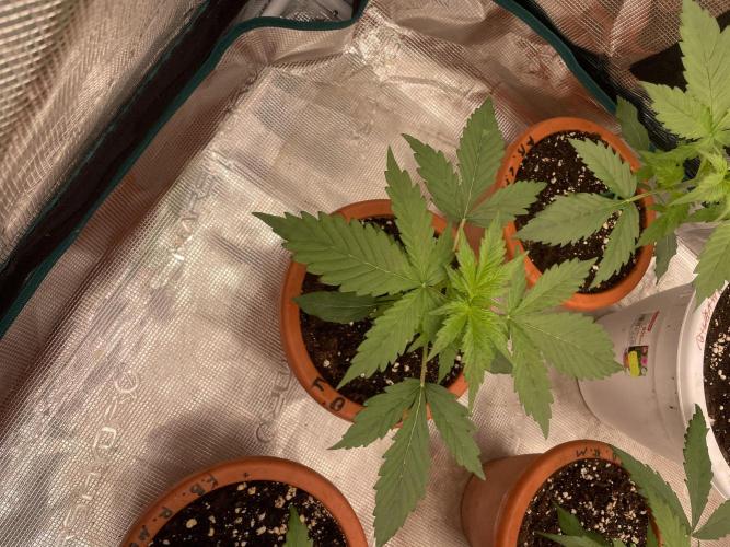 Divine rapier. Week 3