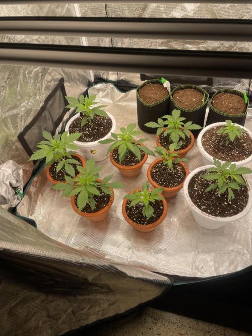 Divine rapier. Week 3