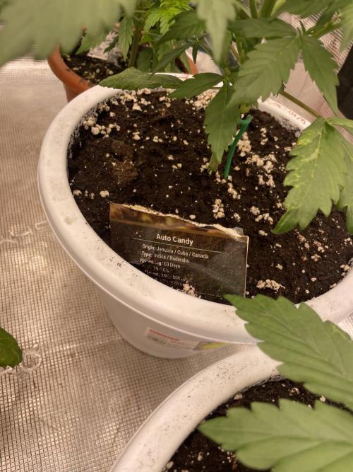 Auto candy 🍭. Week 4