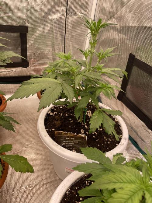 Auto candy 🍭. Week 4