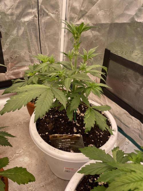 Auto candy 🍭. Week 4