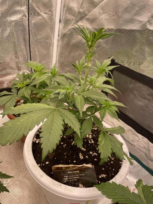 Auto candy 🍭. Week 4