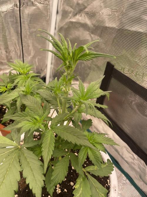 Auto candy 🍭. Week 4