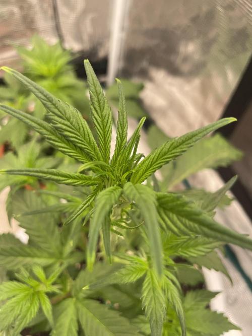 Auto candy 🍭. Week 4