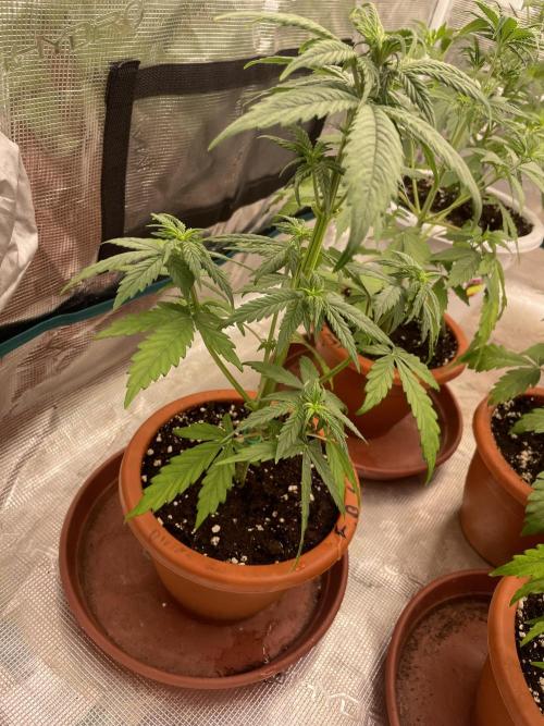 Divine rapier. Week 4