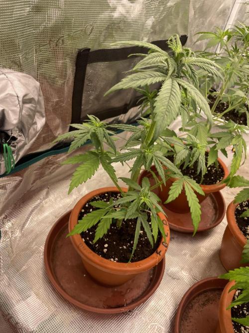 Divine rapier. Week 4