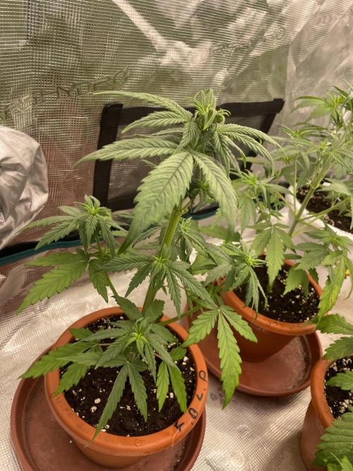 Divine rapier. Week 4