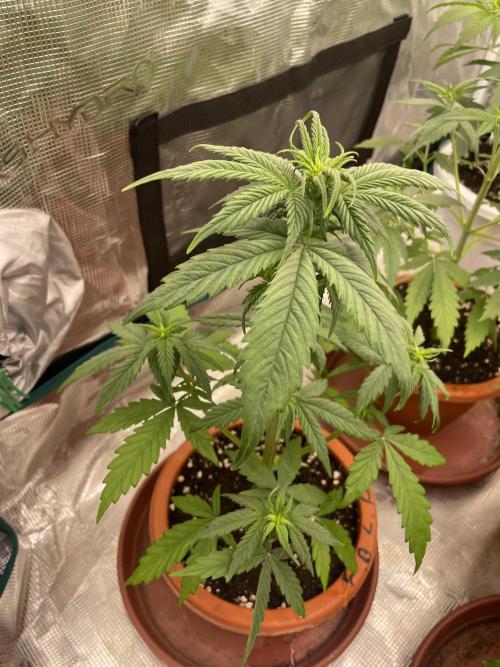 Divine rapier. Week 4