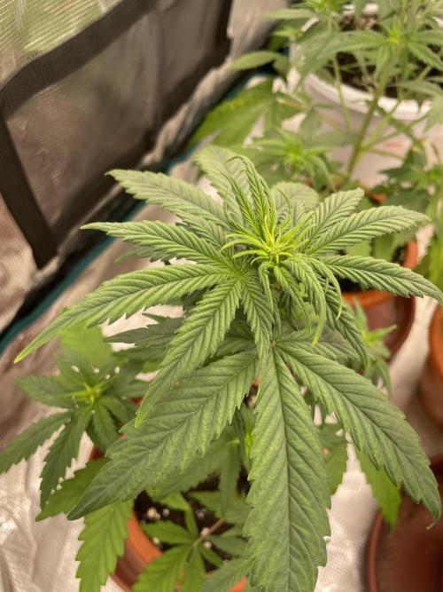 Divine rapier. Week 4