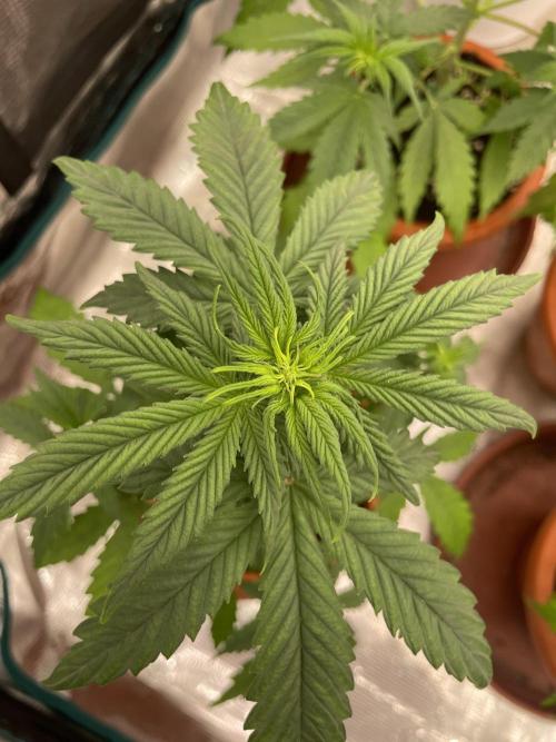 Divine rapier. Week 4