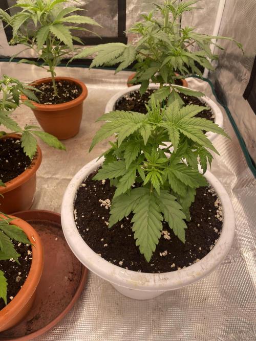 Auto big Demon. Week 4