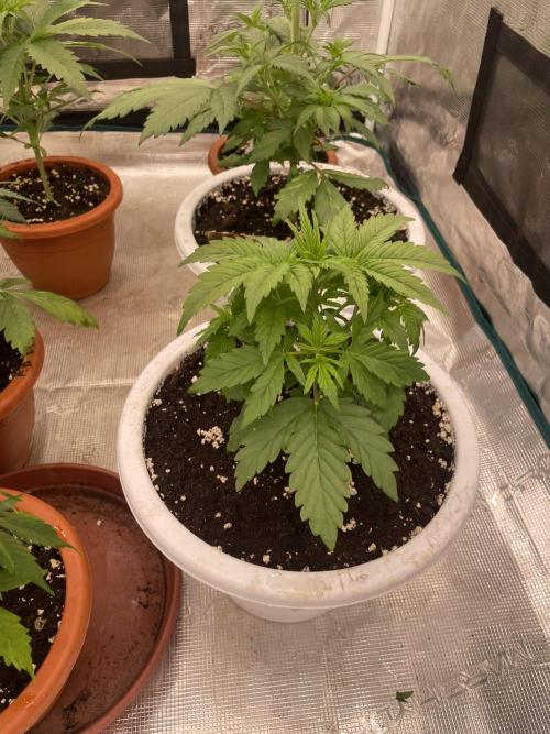 Auto big Demon. Week 4