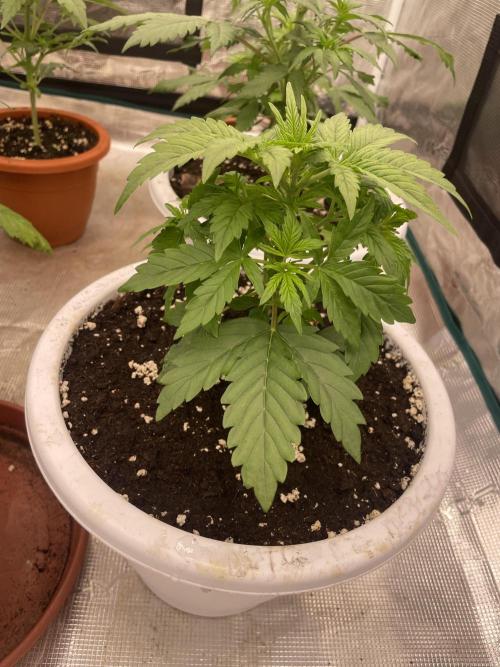 Auto big Demon. Week 4