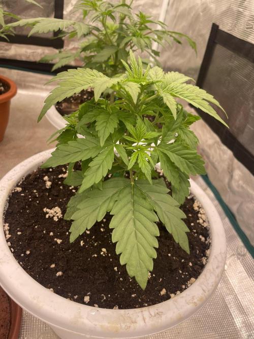 Auto big Demon. Week 4