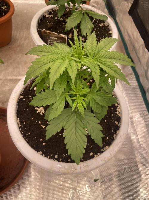 Auto big Demon. Week 4