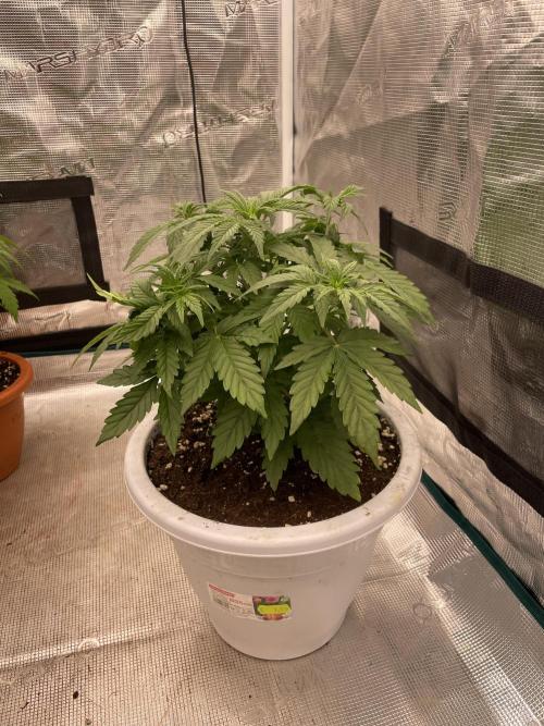 Auto big Demon. Week 5