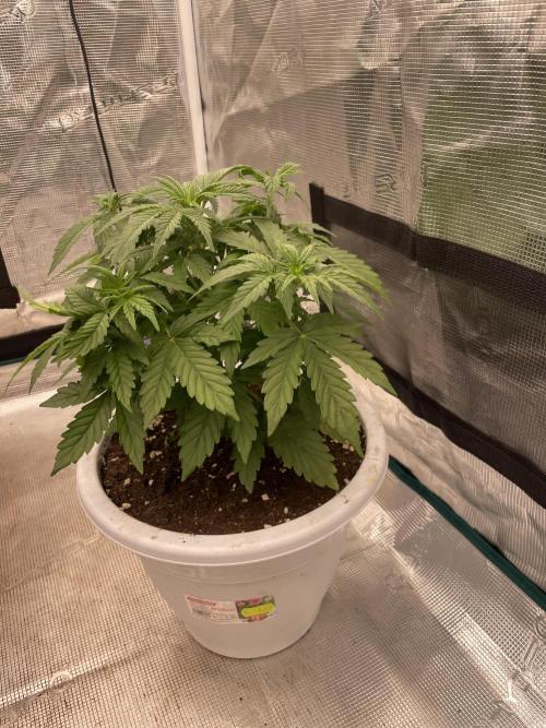 Auto big Demon. Week 5