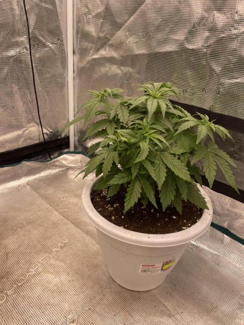 Auto big Demon. Week 5