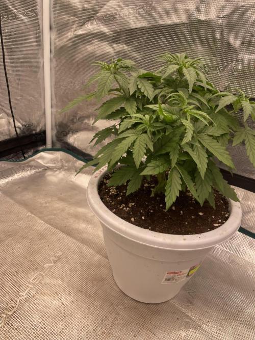 Auto big Demon. Week 5