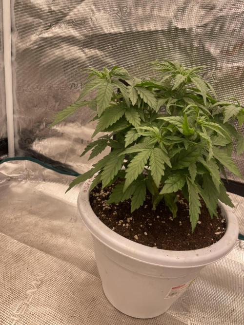 Auto big Demon. Week 5