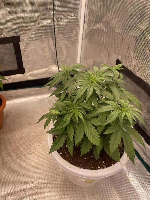 Auto big Demon. Week 5