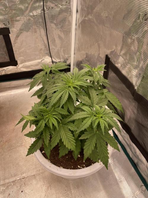 Auto big Demon. Week 5