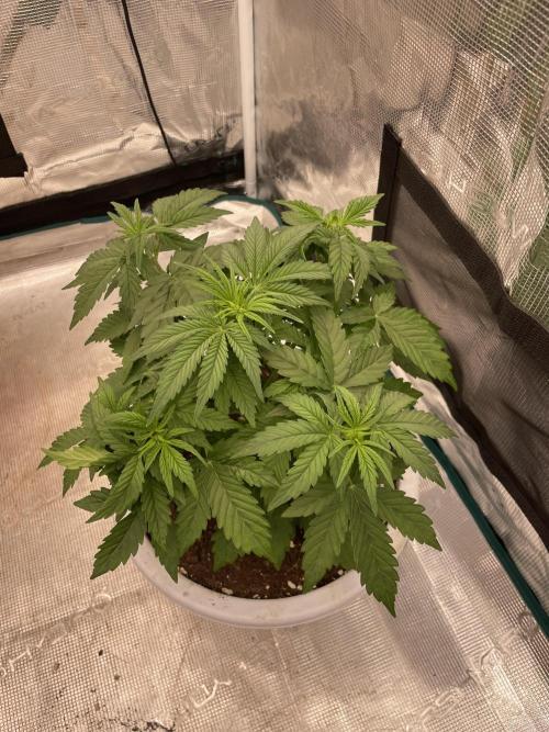 Auto big Demon. Week 5