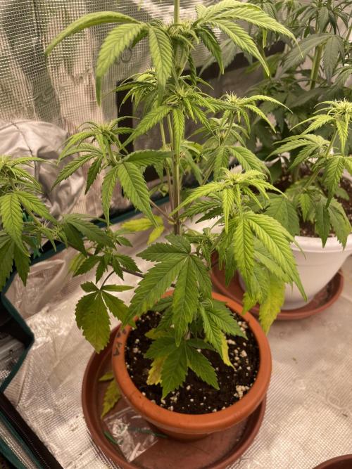 Divine rapier. Week 5