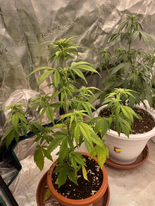 Divine rapier. Week 5