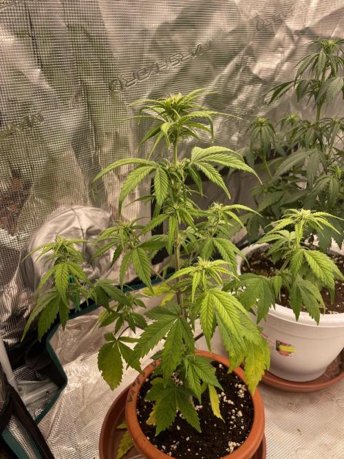 Divine rapier. Week 5