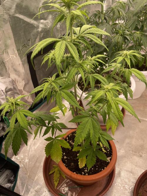 Divine rapier. Week 5