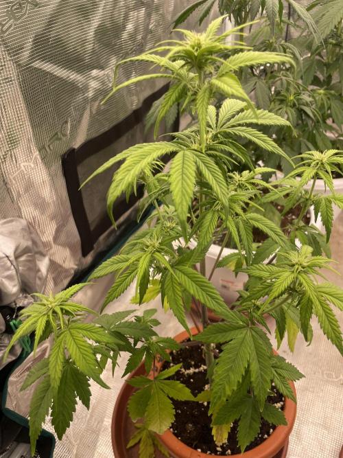 Divine rapier. Week 5