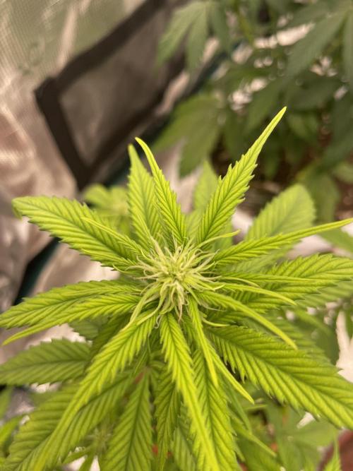 Divine rapier. Week 5