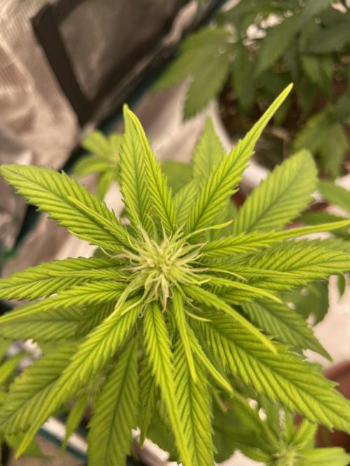 Divine rapier. Week 5