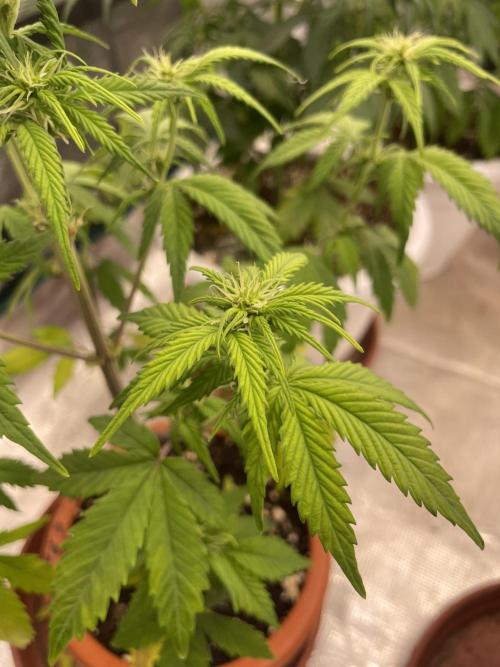 Divine rapier. Week 5