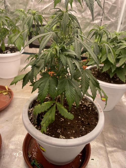 Auto candy 🍭. Week 5