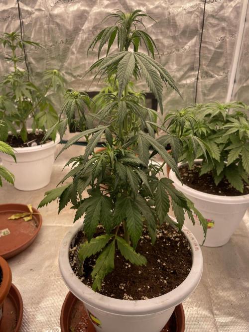 Auto candy 🍭. Week 5